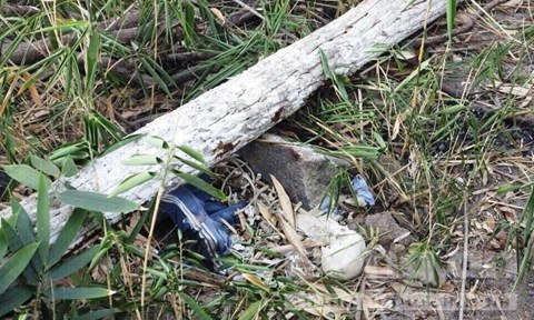 Xác chết bị thân cây lớn đè lên - Ảnh: Lê Huân