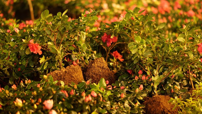 Vì tượng trưng cho tài lộc, lại có giá bán cao (100.000 - 300.000 đồng một chậu) nên hoa đỗ quyên bị trộm nhiều nhất