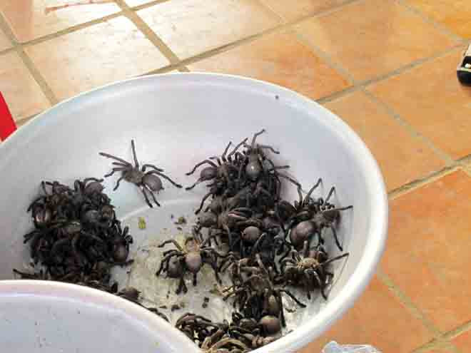 Đi chợ côn trùng, ăn thịt nhện ở xứ chùa Tháp 