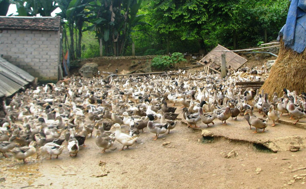 Vịt Bầu Quỳ - đặc sản quý của miền Tây xứ Nghệ