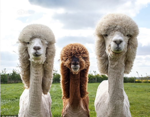 Lạc đà cừu (Alcapa)