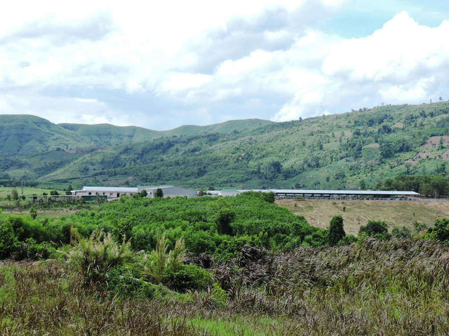 Dự án nuôi bò của Cty Sao Đỏ đạt hiệu quả thấp, dân khiếu kiện kéo dài