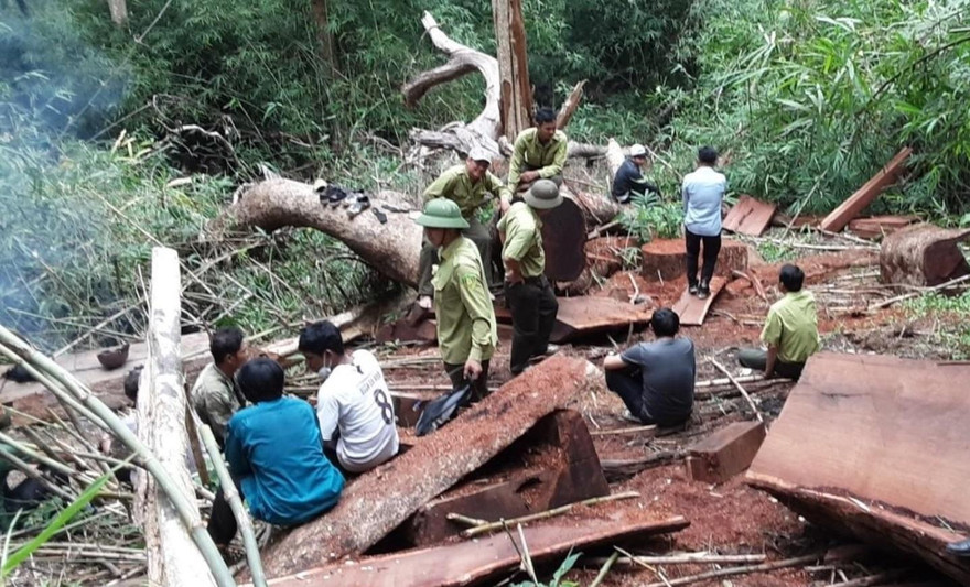 Hiện trường vụ khai thác lâm sản trái phép tại Vườn Quốc gia Yok Đôn (ảnh: Công an huyện Buôn Đôn)
