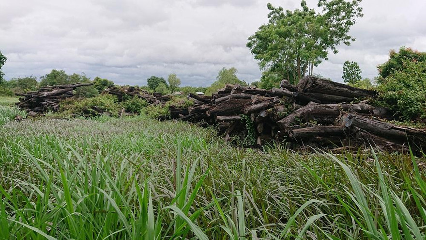 Hơn 1.000m3 gỗ công sản phơi nắng mưa dẫn đến mục nát gần hết