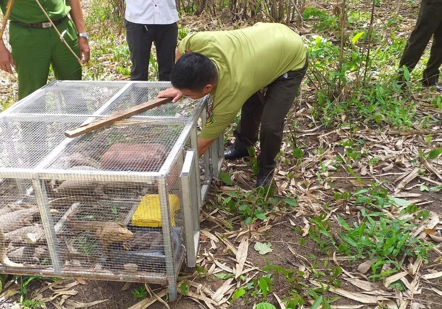 Lực lượng chức năng thả 17 con kỳ đà vân về với tự nhiên