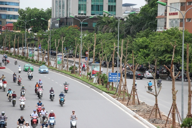 Hà Nội nói về việc trồng phượng trên nhiều tuyến phố