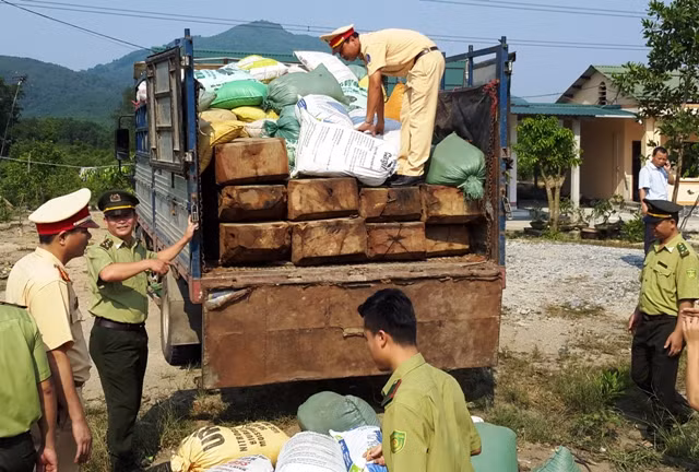 Với ý đồ vận chuyển trót lọt lượng lớn gỗ rừng này vào Đà Nẵng, tài xế đã ngụy trang bằng cách phủ kín các bao mùn cưa lên trên thùng xe.