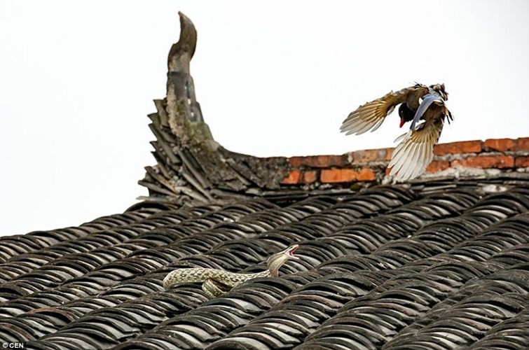 Cuộc chiến ngoạn mục giữ hai "cao thủ" trên mái nhà. Nguồn: Sina