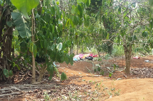 Rẫy cà phê nơi phát hiện thi thể nam thanh niên