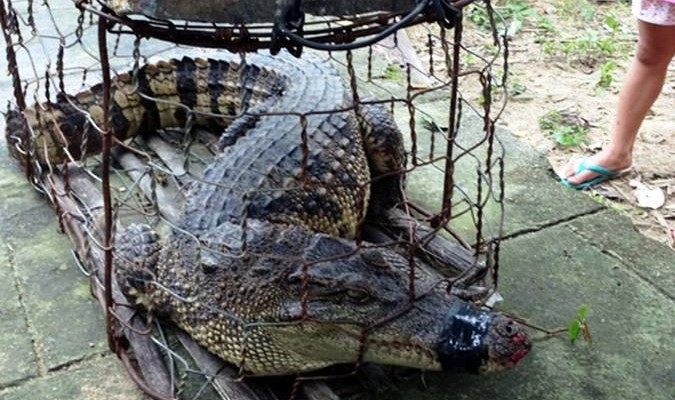 Cá sấu nhốt trong lồng. Ảnh: minh họa.