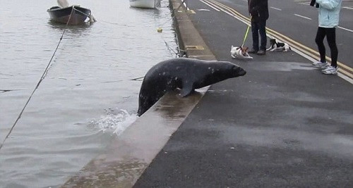 Ông Alan chia sẻ rằng Sammy nhảy lên bờ khiến nhiều người giật mình song chú hải cẩu đã đem lại nhiều niềm vui cho lũ trẻ trong vùng. Ảnh: Newsflare.