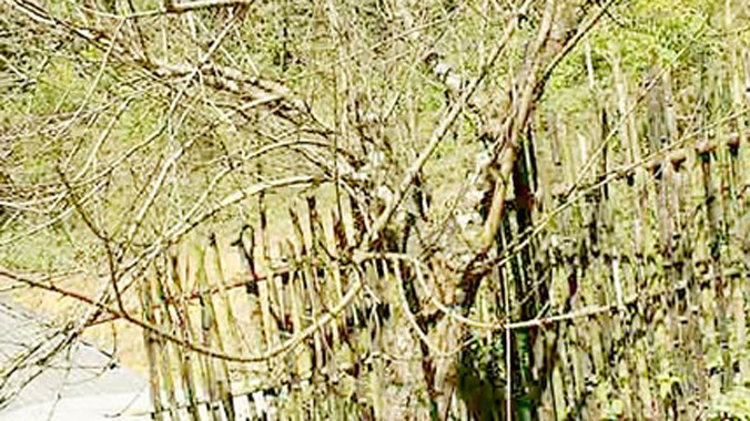 Vườn đào tại huyện Phù Yên (Sơn La) đã được đặt mua sớm.