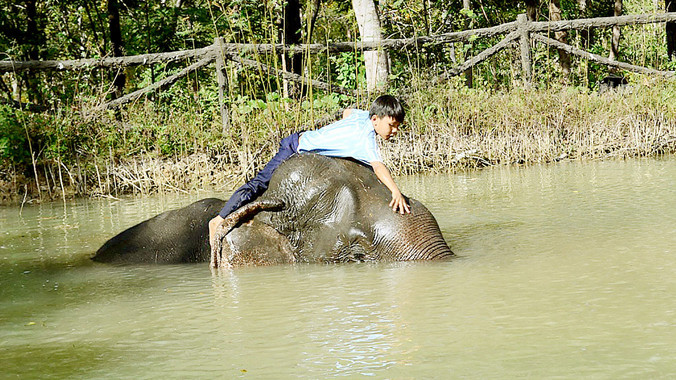 Y Quyết tắm rửa cho voi Gen.