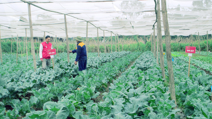 Kỹ sư của Liên Thảo làm việc tại các vùng sản xuất.