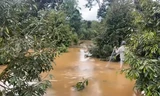 Hơn 5.000 cây trồng bị ngập, thiệt hại tiền tỷ ở Đắk Lắk