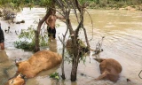 Nước dâng cao sau mưa lớn, nhiều gia súc ở Đắk Lắk chết bên bờ suối