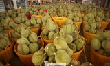 Sầu riêng Đắk Lắk rớt giá mạnh, thương lái dừng mua