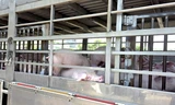 Phát hiện 220 con heo nhiễm dịch tả lợn châu Phi chuẩn bị đưa đi tiêu thụ