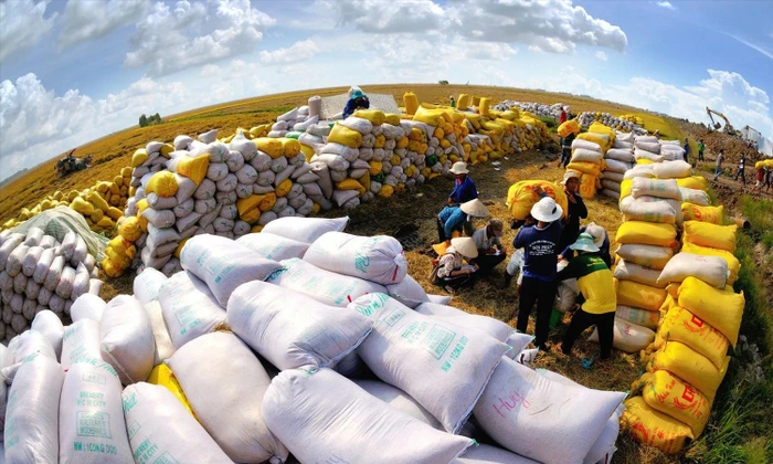 Philippines dừng nhập khẩu gạo, Việt Nam ảnh hưởng thế nào?