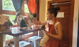 Thú vị quán cà phê cứu hộ chó mèo tại TP. HCM