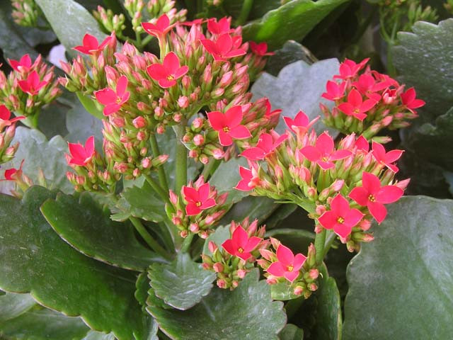 Cây lá bỏng (sống đời)