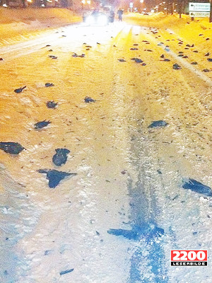 Arkansa (Mỹ) vừa hứng trận mưa chim chết Ảnh: Internet