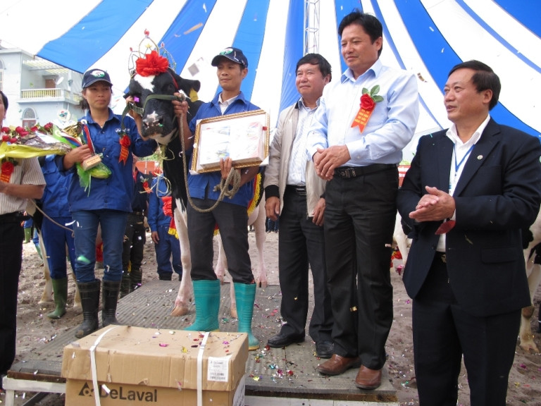 Bò 2771 giành “Hoa hậu bò sữa” Mộc Châu năm 2013