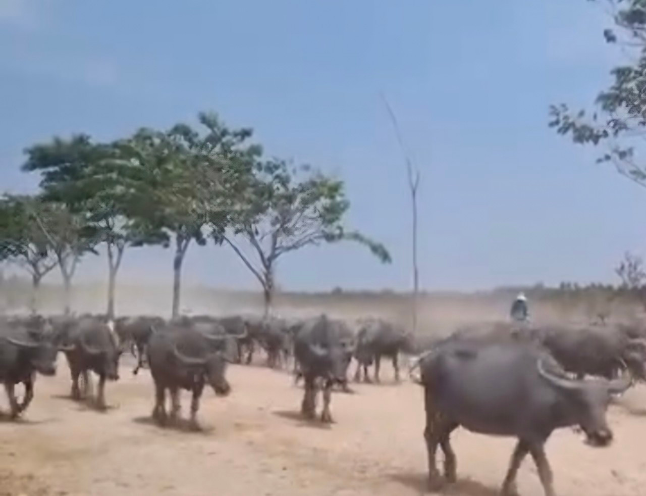 Một đàn trâu nuôi chăn thả tại các khu đô thị Nhơn Trạch