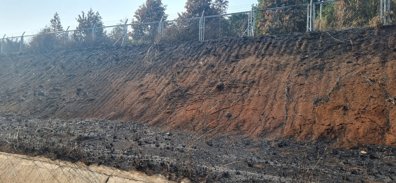 Cây trồng của người dân bị thiệt hại do cháy hành lang cao tốc Phan Thiết - Dầu Giây vào ngày 17/3