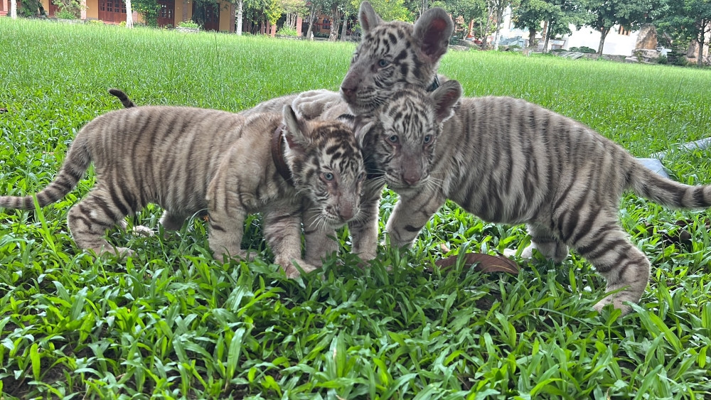 Hổ Bengal tại KDL Vườn Xoài