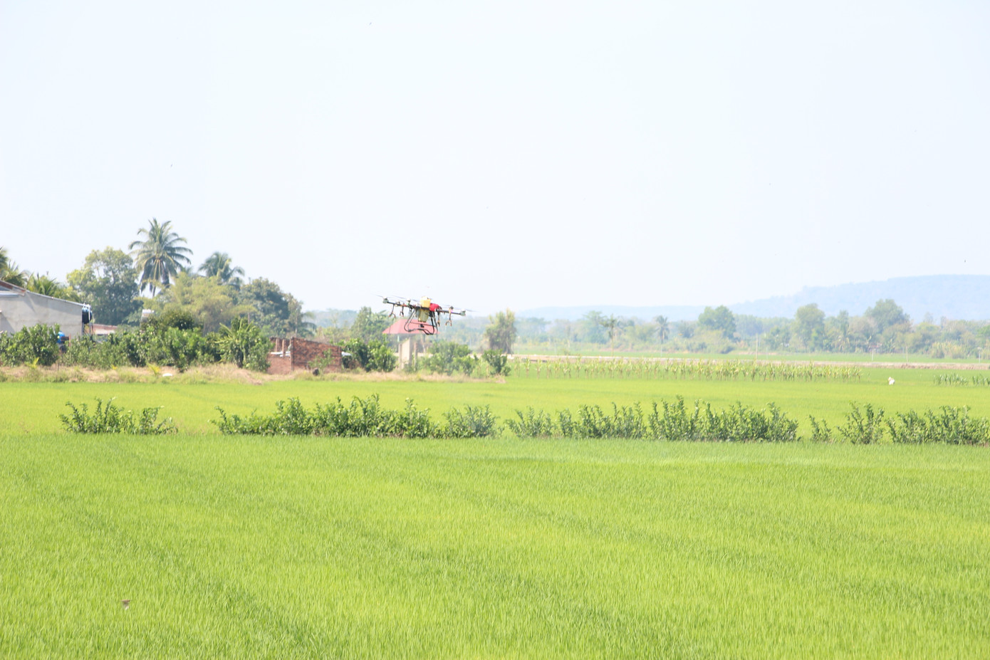 Đất lúa không thuộc thành phần được phép xây dựng công trình phục vụ sản xuất