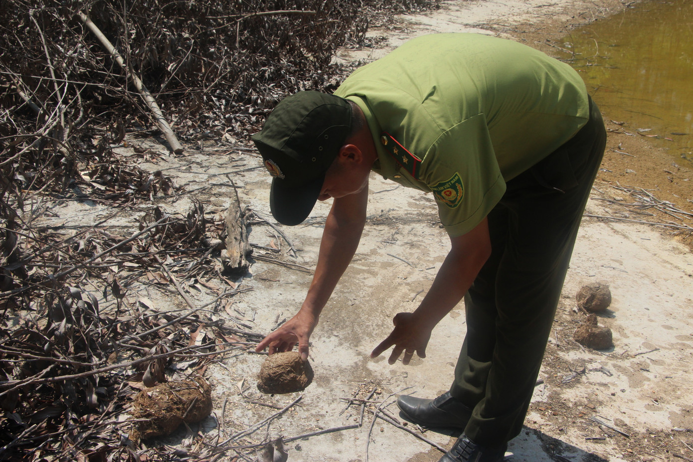 Phân voi được thấy nhiều ở khu vực chảo nước