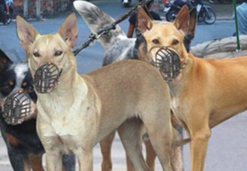 Cơ quan chức năng khuyến cáo tiêm ngừa phòng dại cho chó và rọ mõm chó nơi công cộng