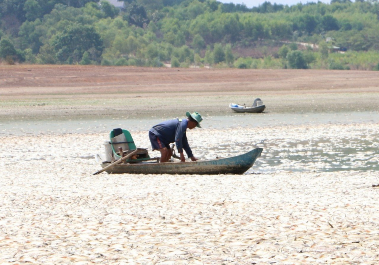 Cá chết nổi trắng hồ Sông Mây