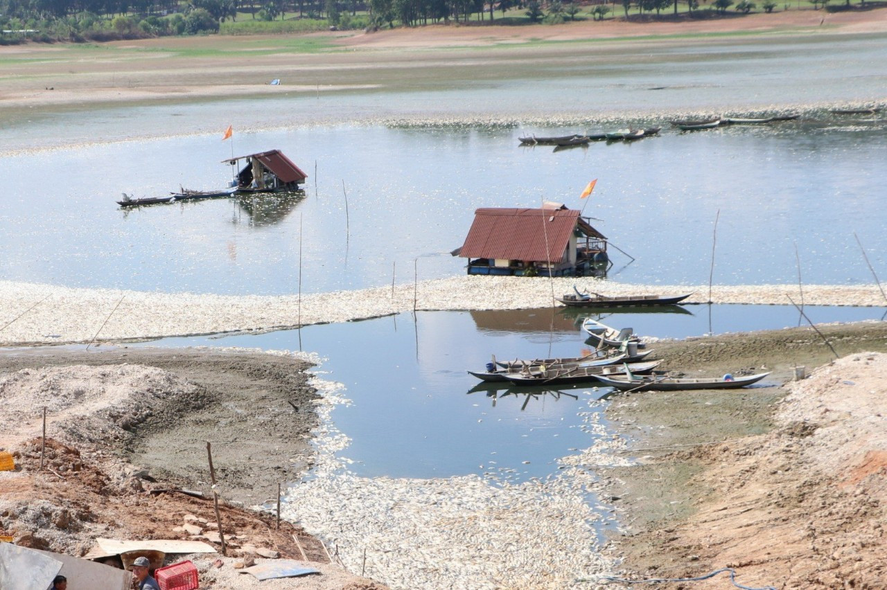 Lượng nước trong hồ Sông Mây cạn kiệt dẫn đến tình trạng cá chết Lượng nước trong hồ Sông Mây cạn kiệt dẫn đến tình trạng cá chết