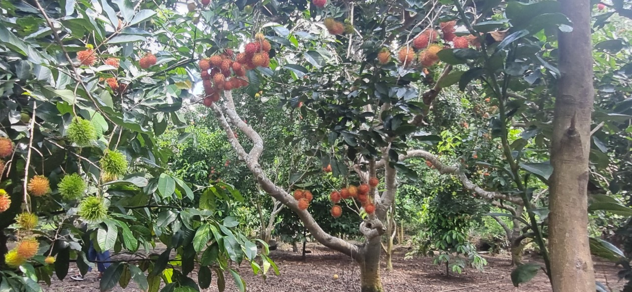 Long khánh đang vào mùa chôm chôm chín