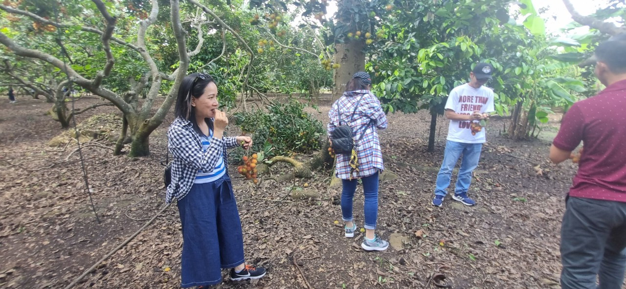 Thưởng thức chôm chôm ngay tại vườn