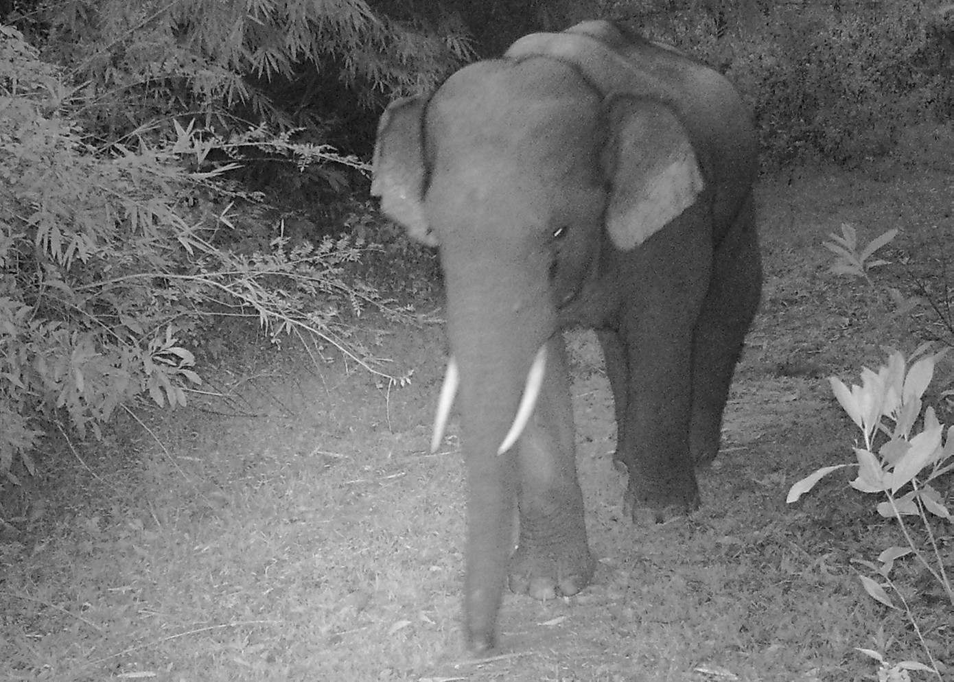 Một cá thể voi đực tách đàn đi một mình Một cá thể voi đực tách đàn đi một mình