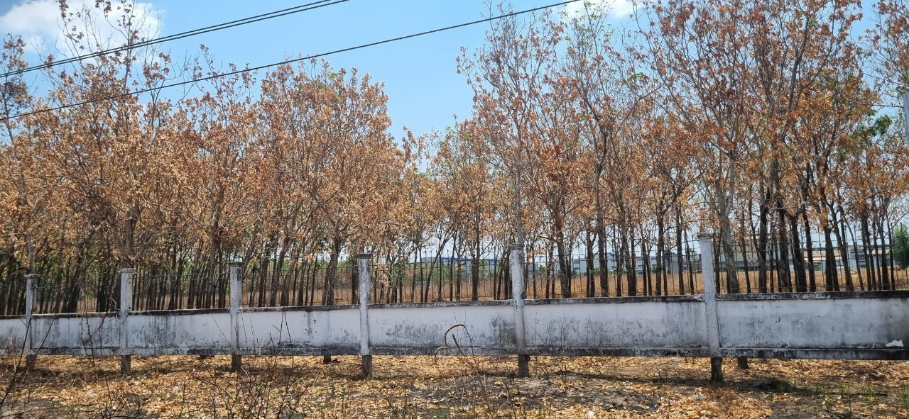 Cháy hành lang đường bộ tỉnh lộ 769 đoạn qua huyện Long Thành gây cháy cây cao su Cháy hành lang đường bộ tỉnh lộ 769 đoạn qua huyện Long Thành gây cháy cây cao su