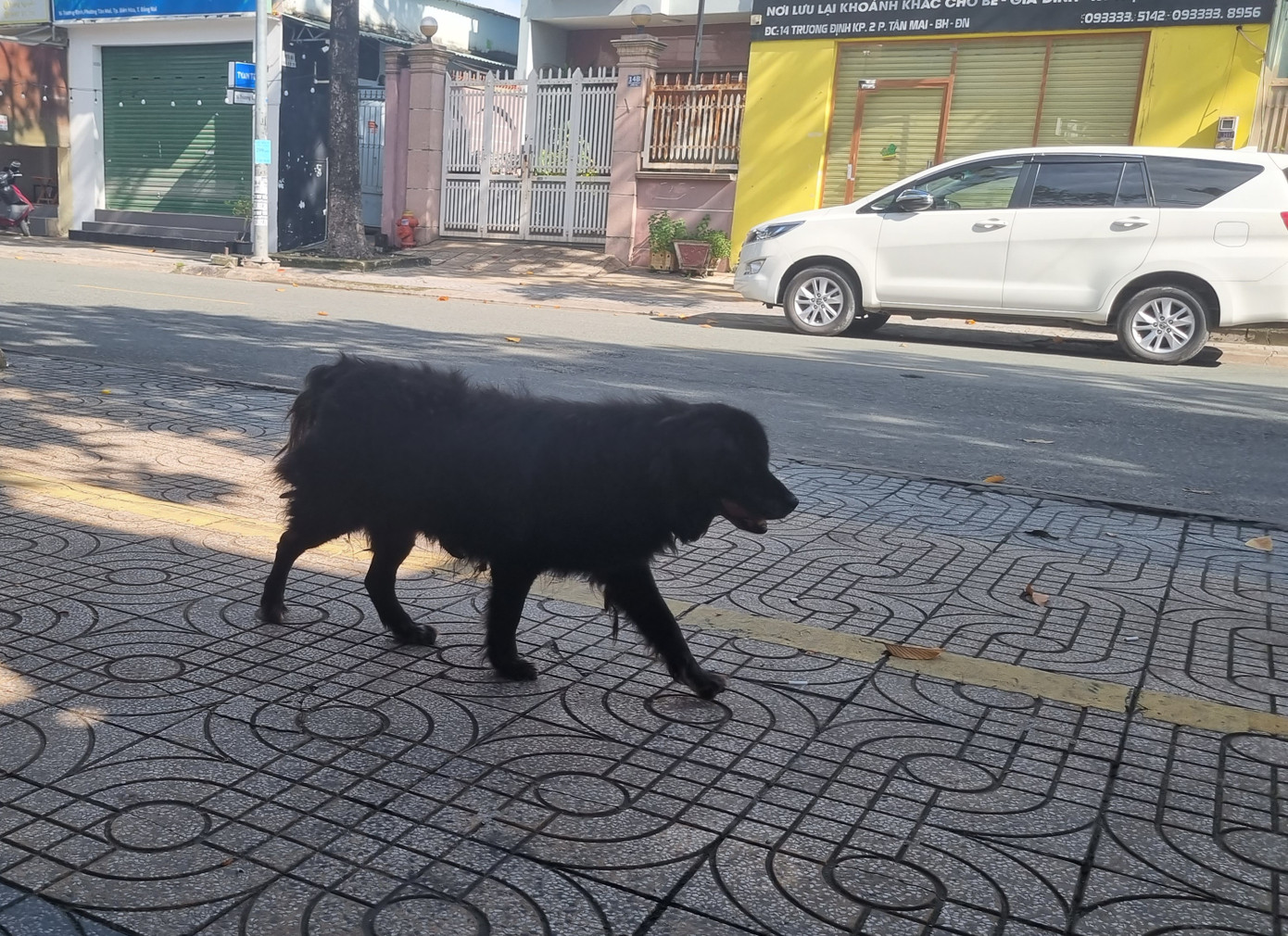 Chó chạy rông, không được rọ mõm trên đường phố tại thành phố Biên Hòa Chó chạy rông, không được rọ mõm trên đường phố tại thành phố Biên Hòa