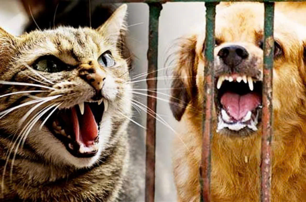 Mèo, chó biểu hiện mắc bệnh dại (ảnh minh họa)