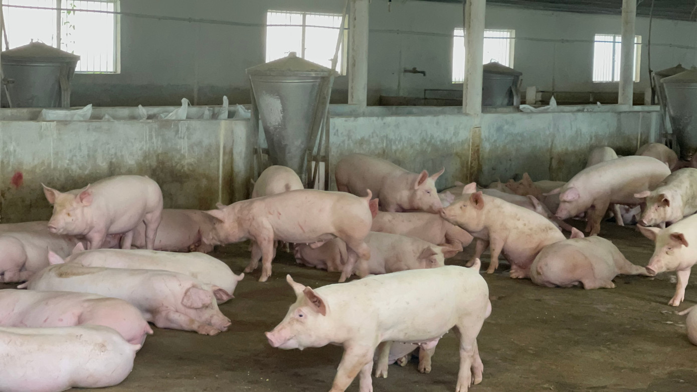 Đàn heo ở "thủ phủ" chăn nuôi Đồng Nai giảm do gần 2.000 cơ sở đã ngưng chăn nuôi.