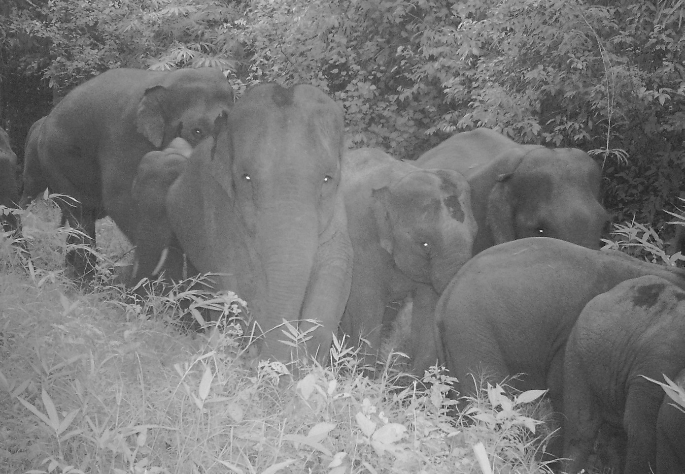 Đàn voi di chuyển trong đêm Đàn voi di chuyển trong đêm