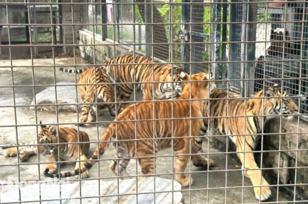 Hổ Bengal tại Khu du lịch sinh thái Vườn Xoài