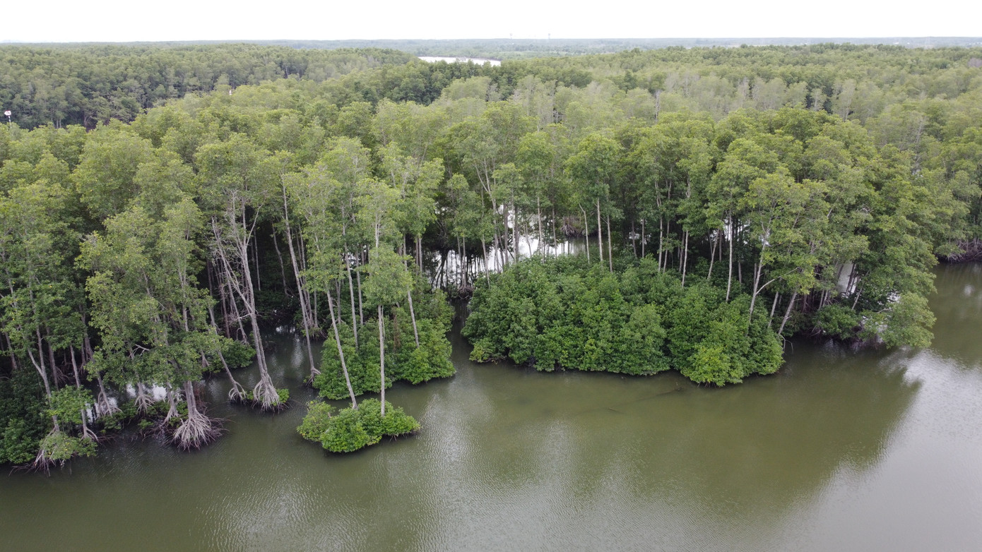 Rừng ngập mặn nơi cao tốc đi qua