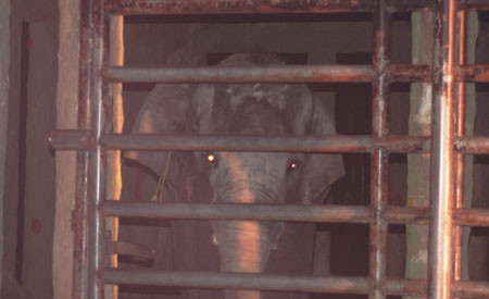 on voi quật anh Tài đã được cách ly