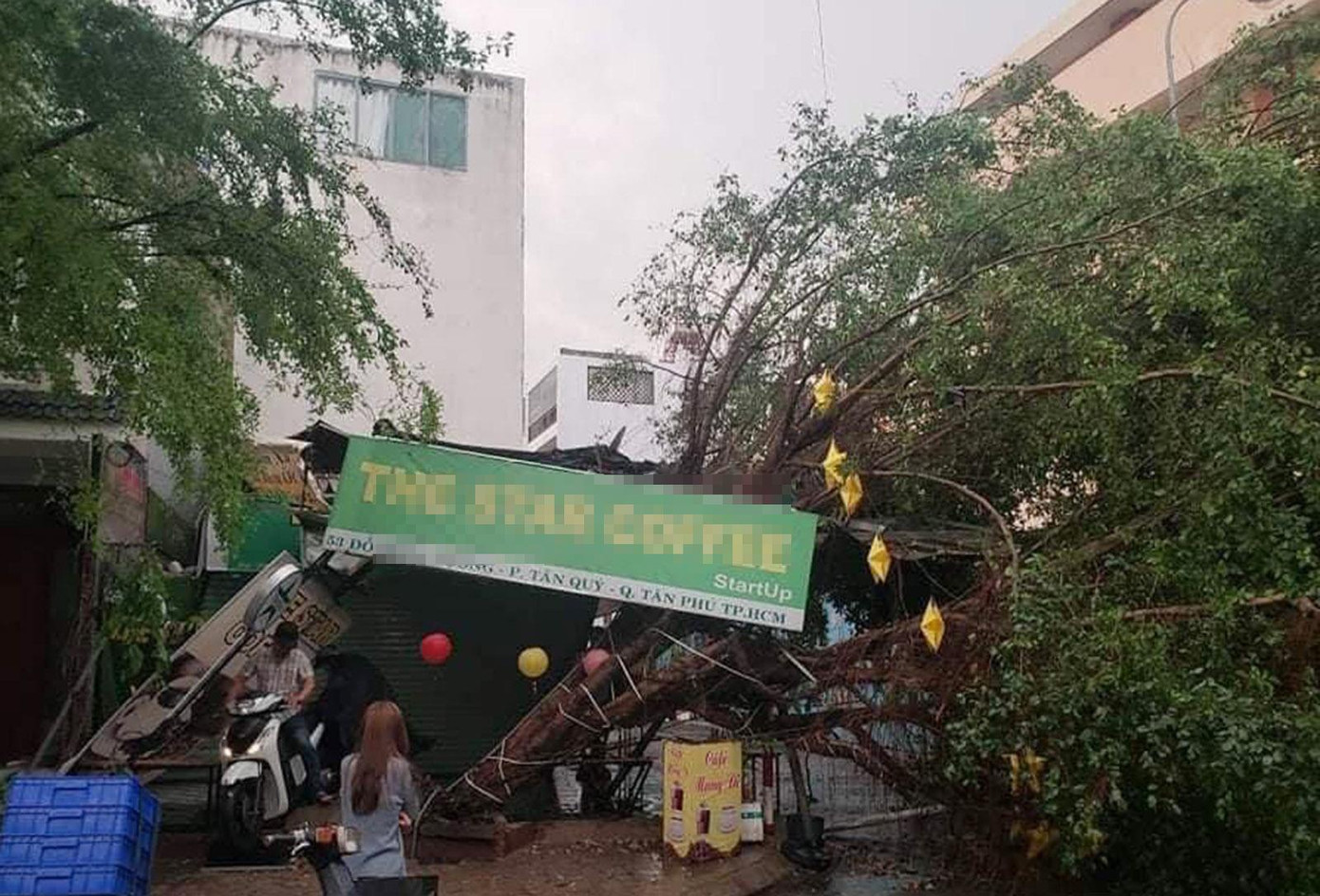 Một cây xanh khác bị ngã trong cơn mưa rạng sáng 16/4.