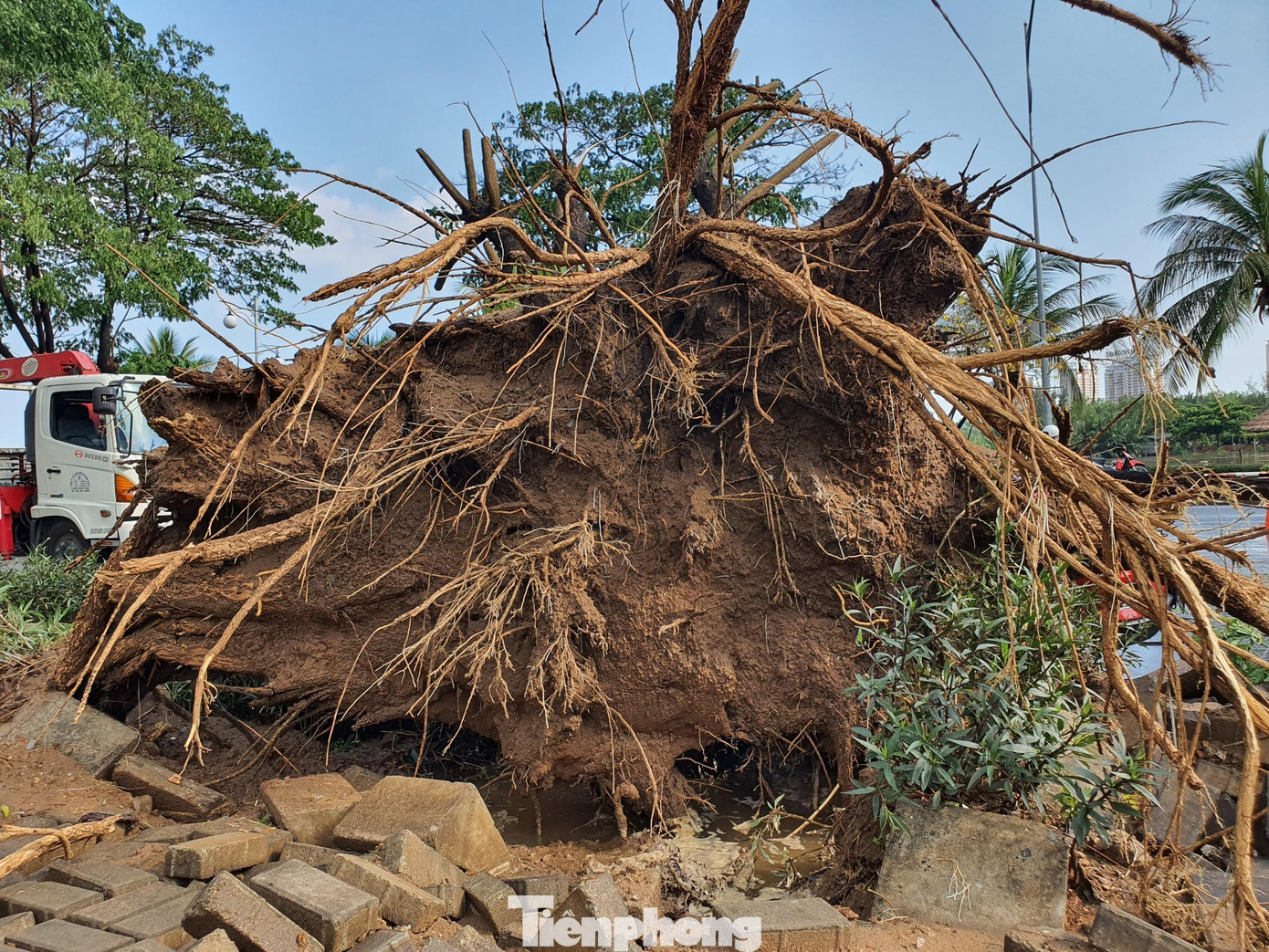 Phần gốc cây chỉ có rễ nhỏ.