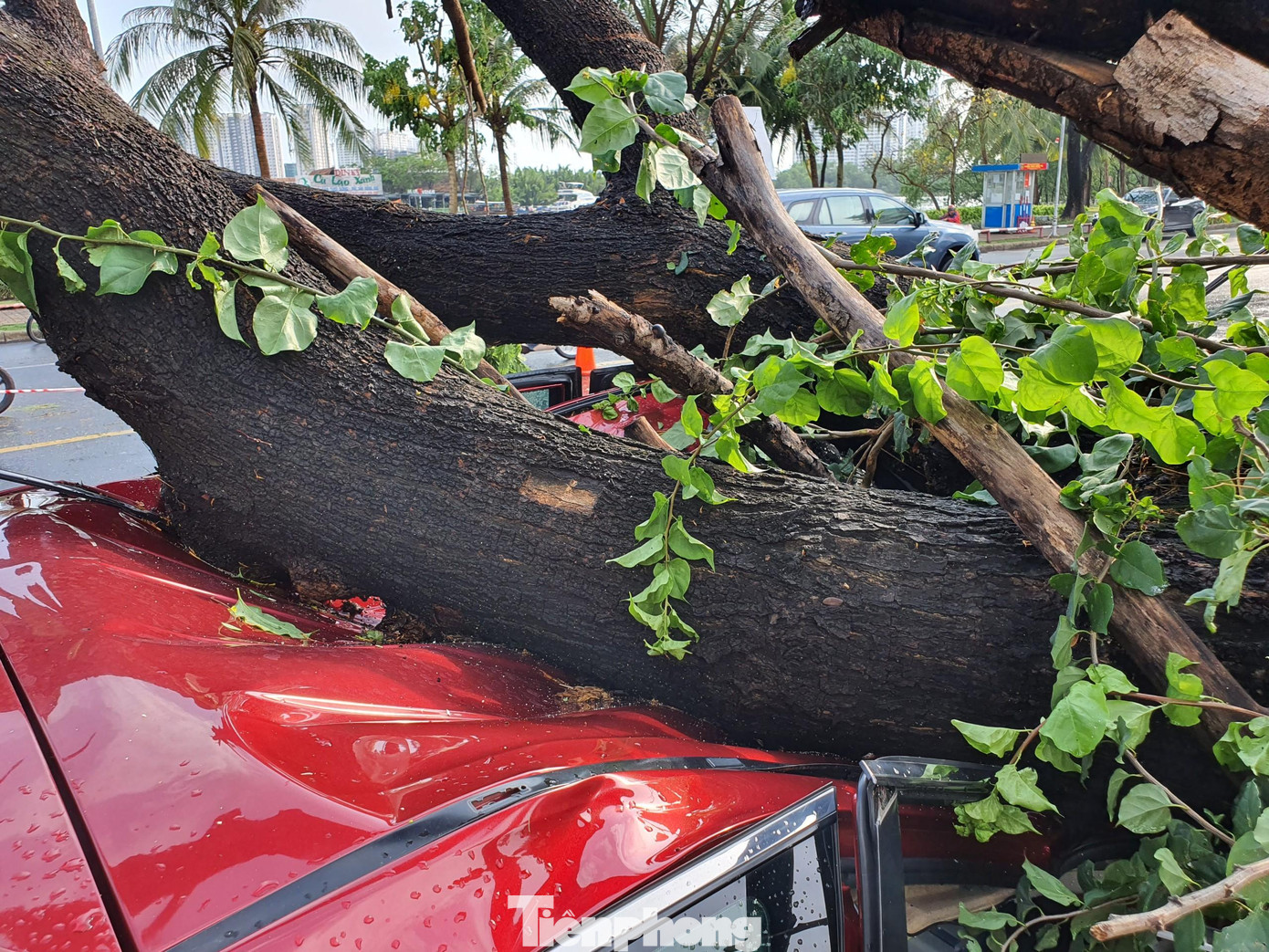 Nóc xe bị đè bẹp.