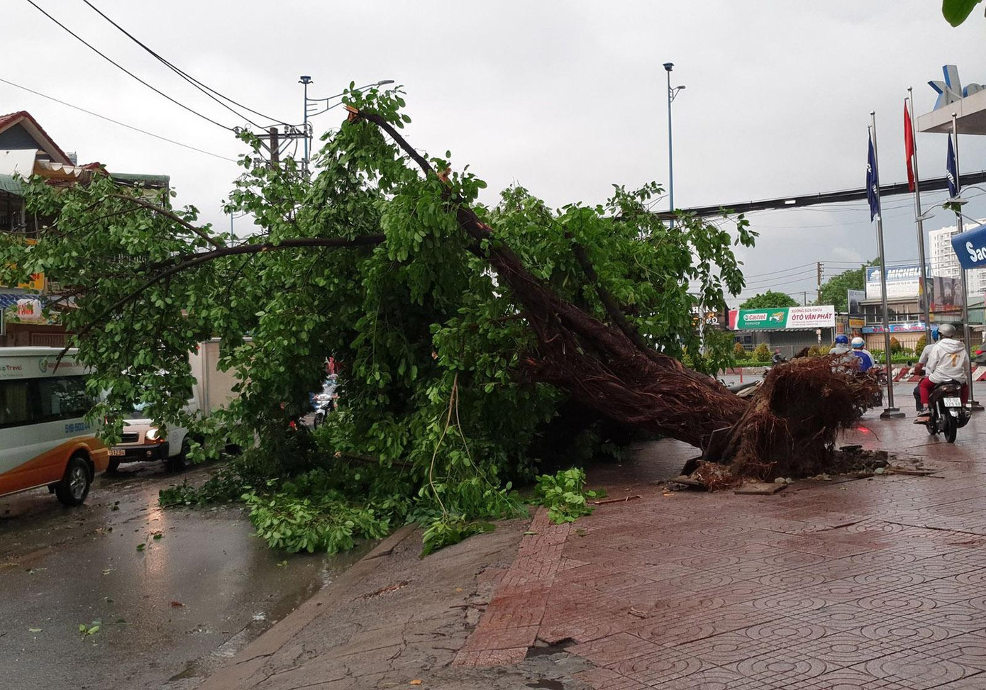 Nhiều cây cổ thụ bị bật gốc ngã xuống đường gây khó khăn cho các phương tiện tham gia giao thông. Nhiều cây cổ thụ bị bật gốc ngã xuống đường gây khó khăn cho các phương tiện tham gia giao thông.
